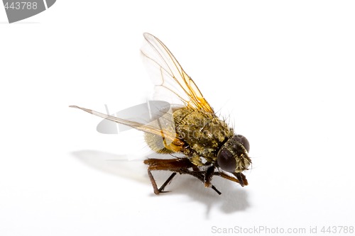 Image of Fly