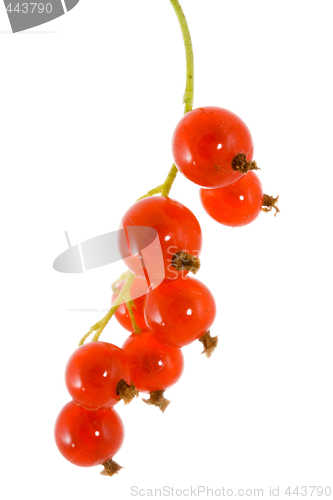 Image of Red Currants