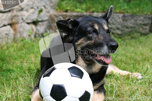 Image of Sportsdog