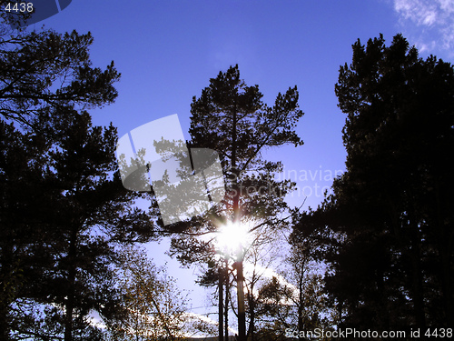 Image of Sun in the Forest