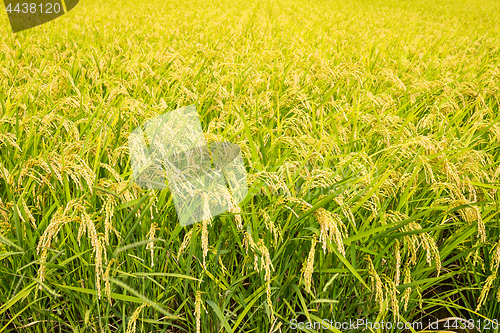 Image of Rice farmland