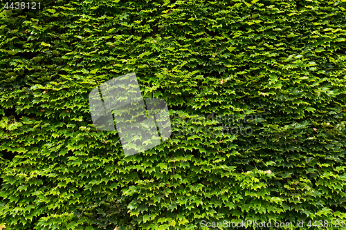 Image of Wall of ivy