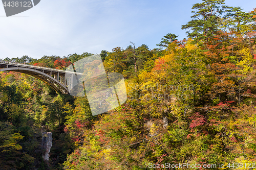 Image of Autumn foliage on the cliff