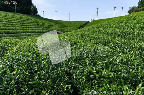 Image of Green Tea garden
