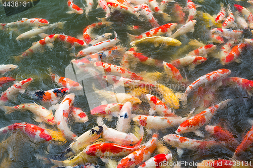 Image of Carp fish in pond