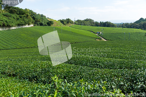 Image of Tea garden farm in Japan