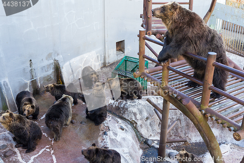 Image of Cute Bear in zoo