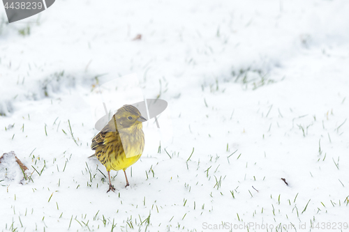 Image of Yellowhammer bird looking for food