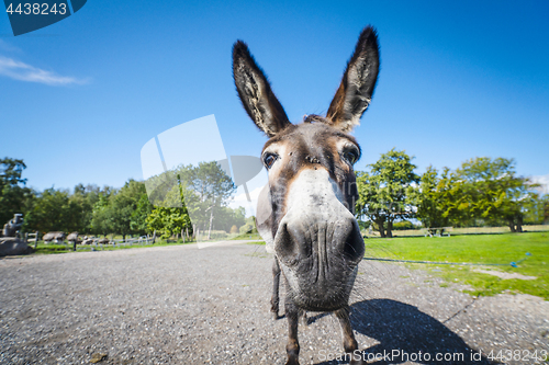 Image of Funny donkey close-up standing on a road