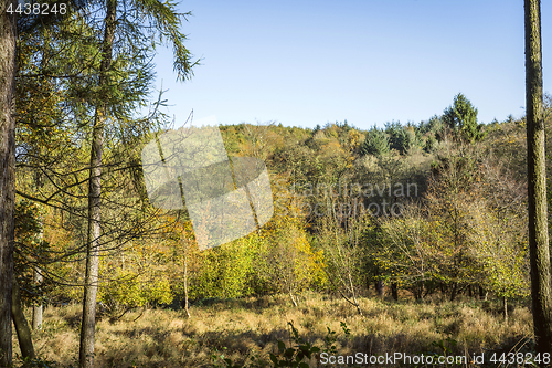 Image of Autumn scenery in a forest on a sunny day