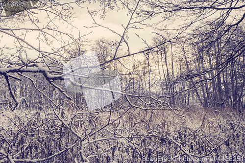 Image of Sunrise in the forest with frozen branches