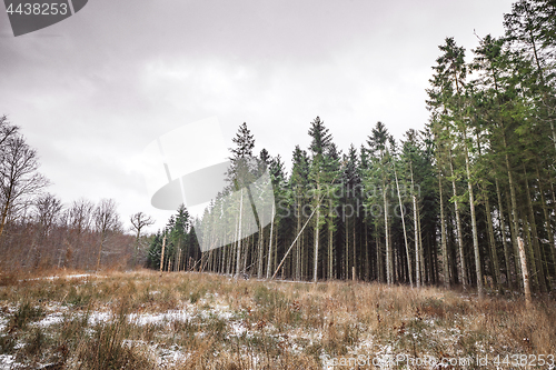 Image of Tall pine trees forest near a meadow