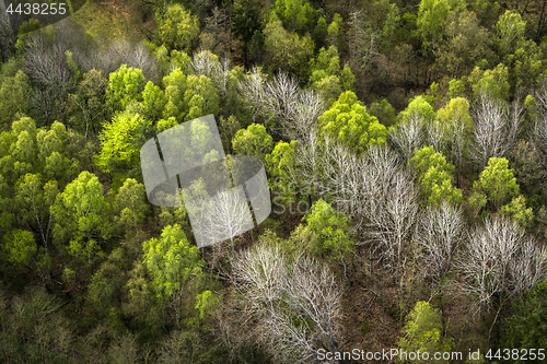 Image of Forest seen from above with green and white trees