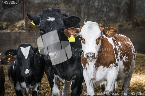 Image of Curious cows looking at you