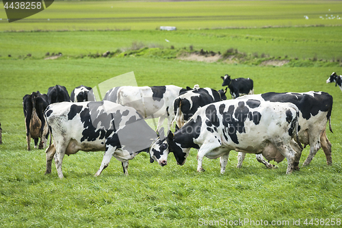 Image of Cows head to head on a green meadow