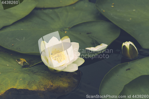 Image of Waterlily blooming with a white flower