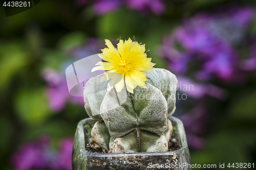 Image of Cactus with a yellow flower in a garden