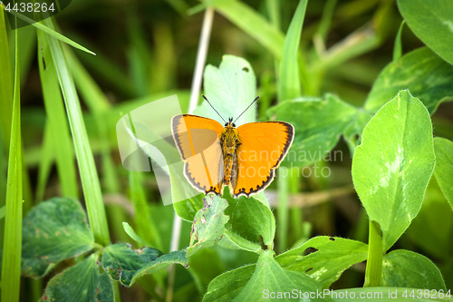 Image of Beautiful orange Scarce Copper butterfly (Lycaena virgaureae)