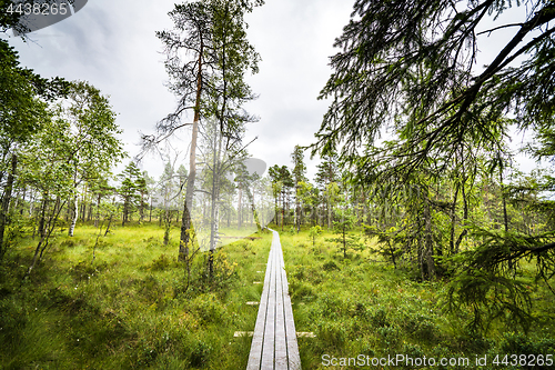 Image of Nature trail in a beautiful forest with green grass