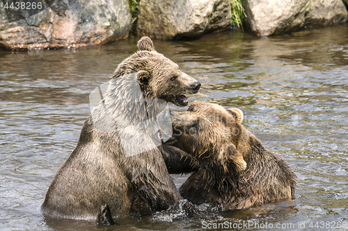 Image of Two bears fighting in a river