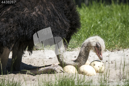 Image of African ostrich protecting her eggs