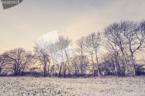 Image of Winter scenery with trees on a row