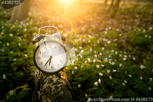 Image of Alarm clock in the sunrise over a forest