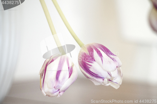 Image of Tulips on violet colors hanging down