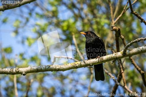 Image of Blackbird sitting on a branch in a tree