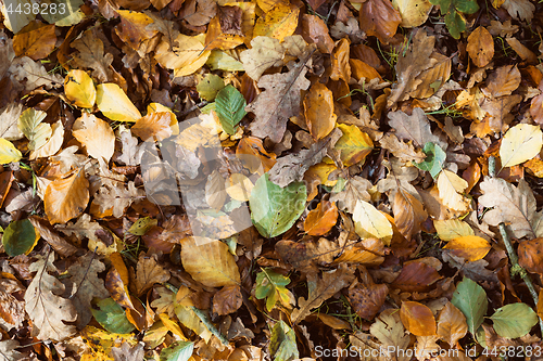 Image of Many leaves in autumn colors on the ground