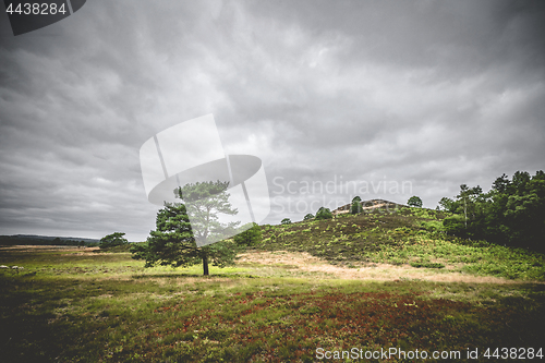 Image of Lonely tree on dry plains with heather plants