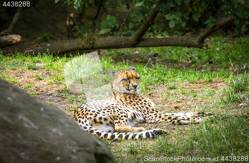 Image of Cheetah relaxing in the sun on green grass