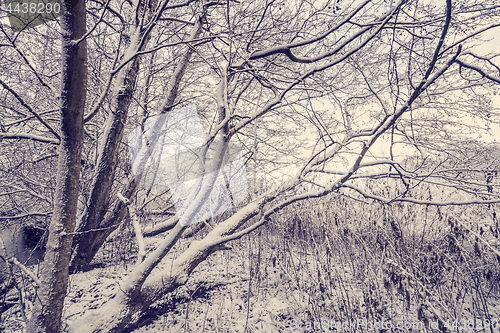 Image of Trees covered with snow in the forest