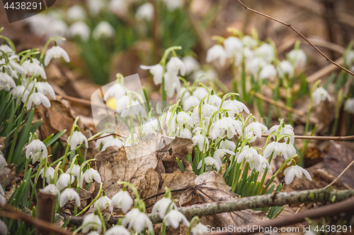 Image of White snowdrop flowers growing in a forest