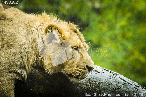 Image of Female lion trying to sleep on a rainy day in the outdoors