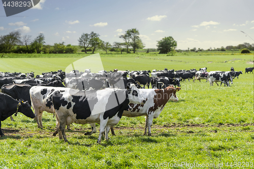 Image of Group of cattle on a green field in the spring