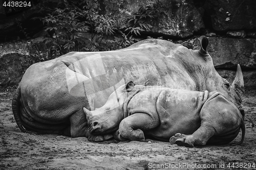 Image of Rhino calf sleeping up against the mother