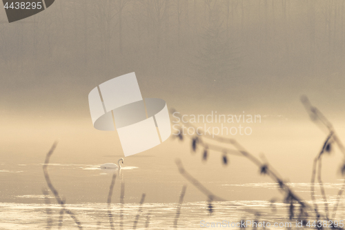 Image of Swan taking a morning swim on a misty lake