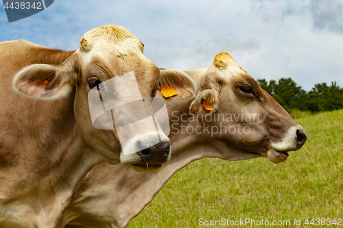 Image of Aubrac cows