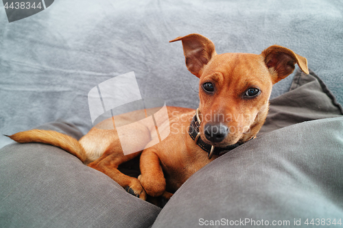 Image of Miniature Pinscher dog over gray sofa