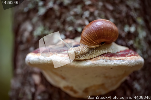 Image of Helix pomatia also Roman snail, Burgundy snail