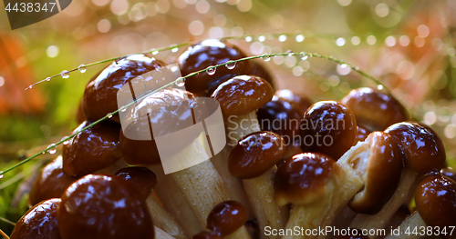 Image of Armillaria Mushrooms of honey agaric In a Sunny forest in the ra