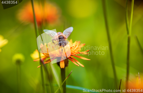 Image of Bee collects nectar from flower crepis alpina