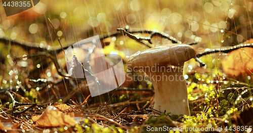 Image of Mushroom Boletus In a Sunny forest in the rain.