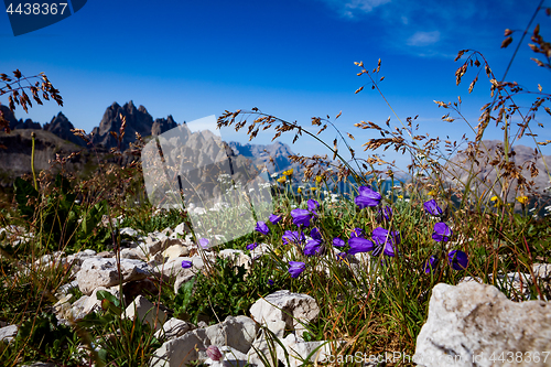 Image of Abstract background of Alpine flowers.