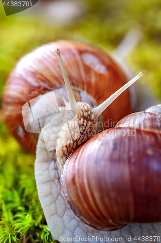 Image of Helix pomatia also Roman snail, Burgundy snail