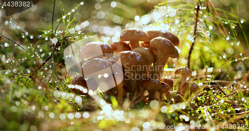 Image of Armillaria Mushrooms of honey agaric In a Sunny forest in the ra