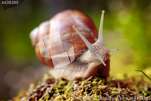 Image of Helix pomatia also Roman snail, Burgundy snail