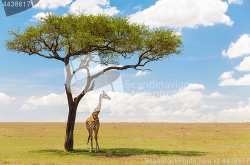 Image of giraffe under a tree in african savanna