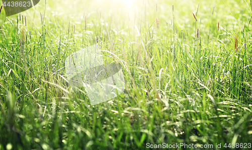 Image of grass growing on meadow or field